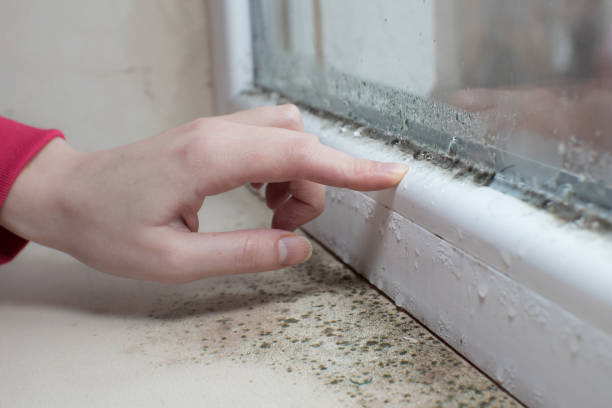Best Crawl Space Mold Remediation  in Carlton, OR